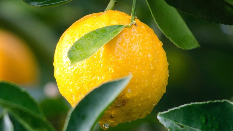 北京生物科技应用：从实验室到产业化的关键跨越